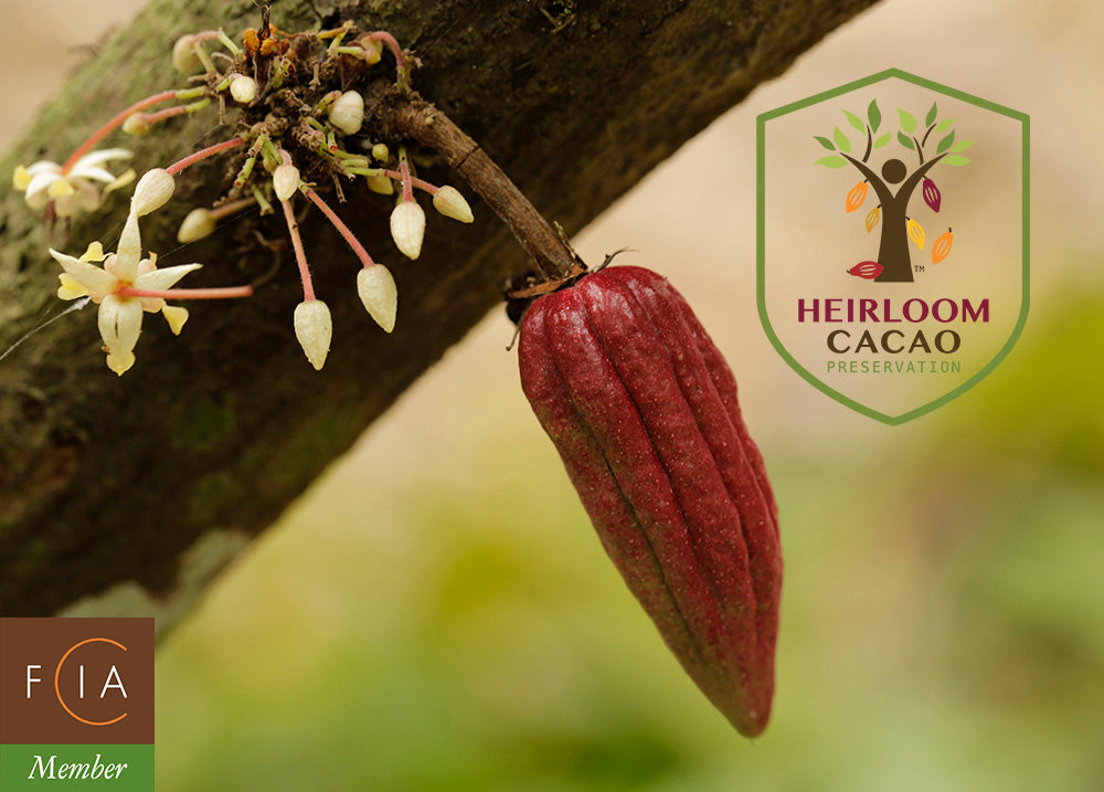 Heirloom cacao designation of Malagos' Puentespina Farm. The first in the Philippines!